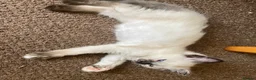 Ragdoll cats for sale: Gorgeous Ragdoll Kittens - Advert 2