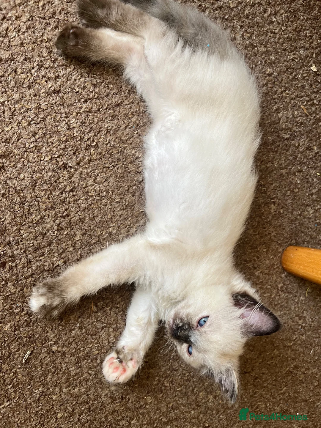 Ragdoll cats for sale: Gorgeous Ragdoll Kittens - Advert 2
