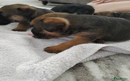 Border Terrier dogs for sale: 5 border terrier puppys  - Image 6