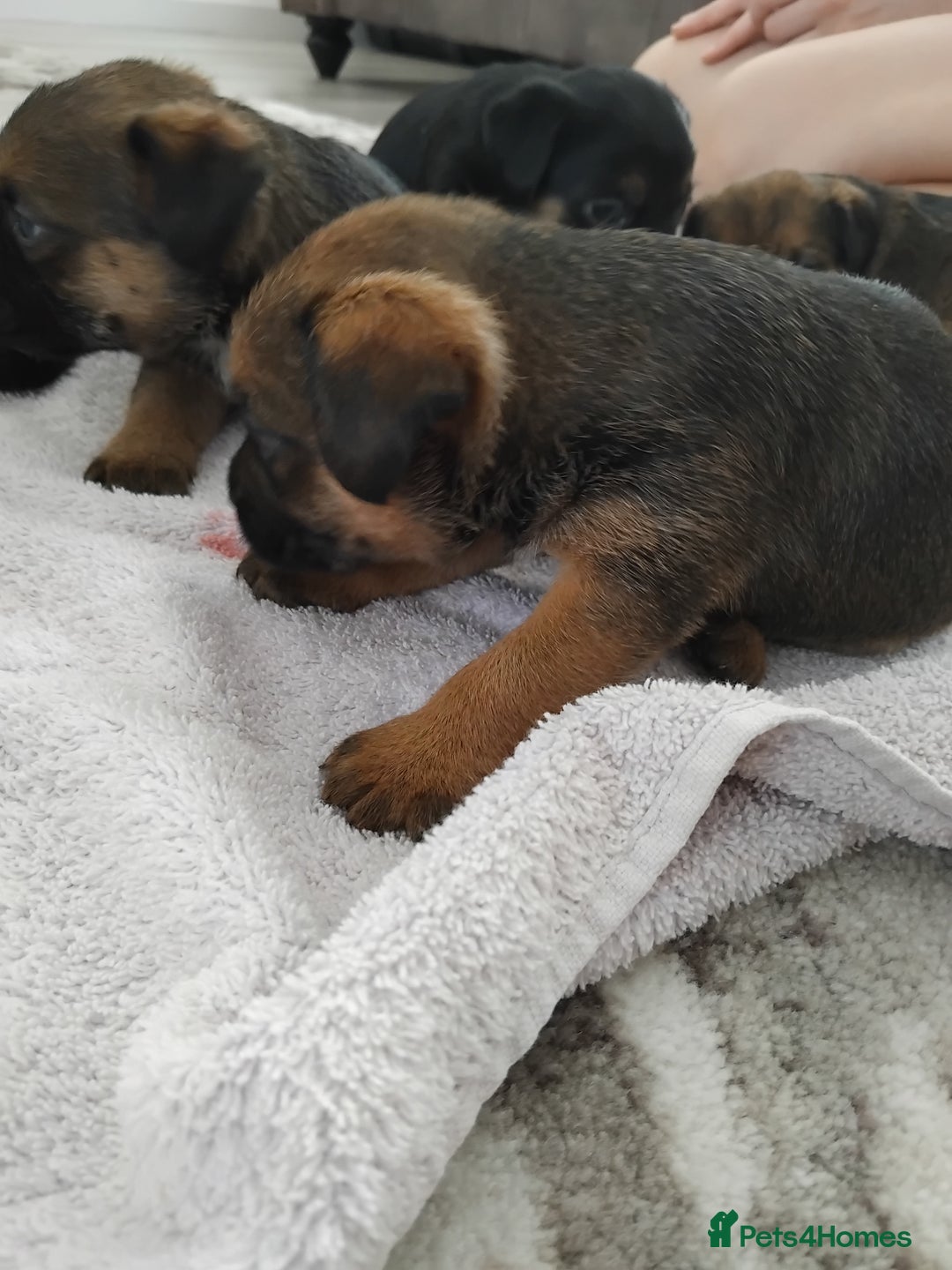 Border Terrier dogs for sale: 5 border terrier puppys  - Image 6