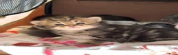 Maine Coon cats for sale: Gorgeous full breed Mainecoon kittens ready may 20 - Advert 2