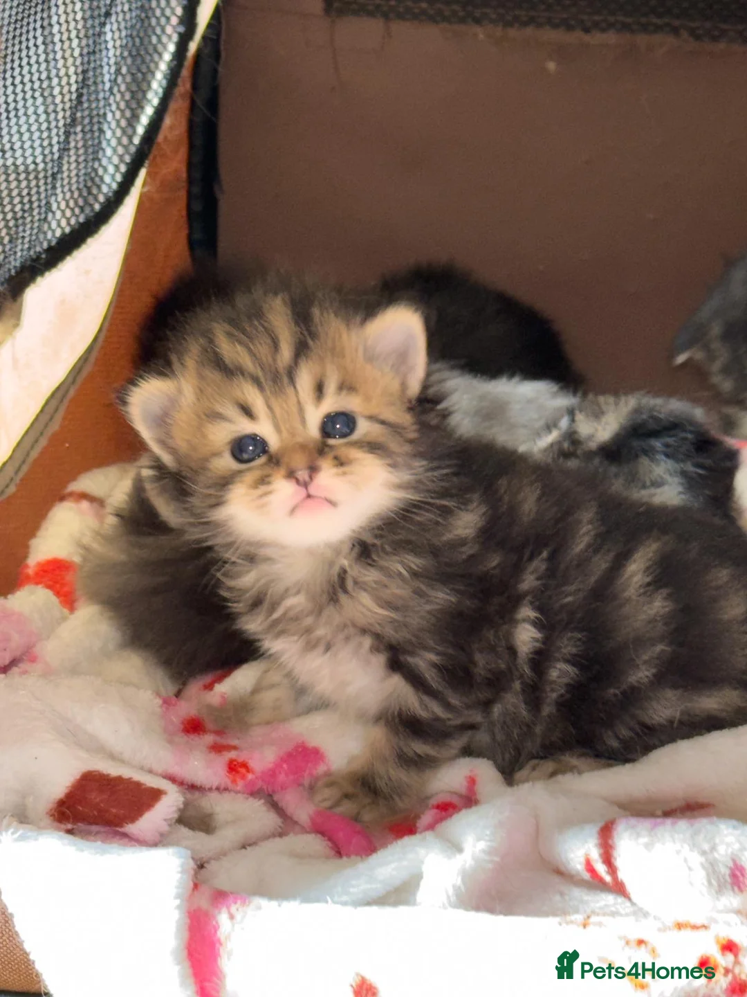 Maine Coon cats for sale: Gorgeous full breed Mainecoon kittens ready may 20 - Advert 2