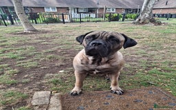 Mastiff dogs for sale: Cane Corso - Image 1