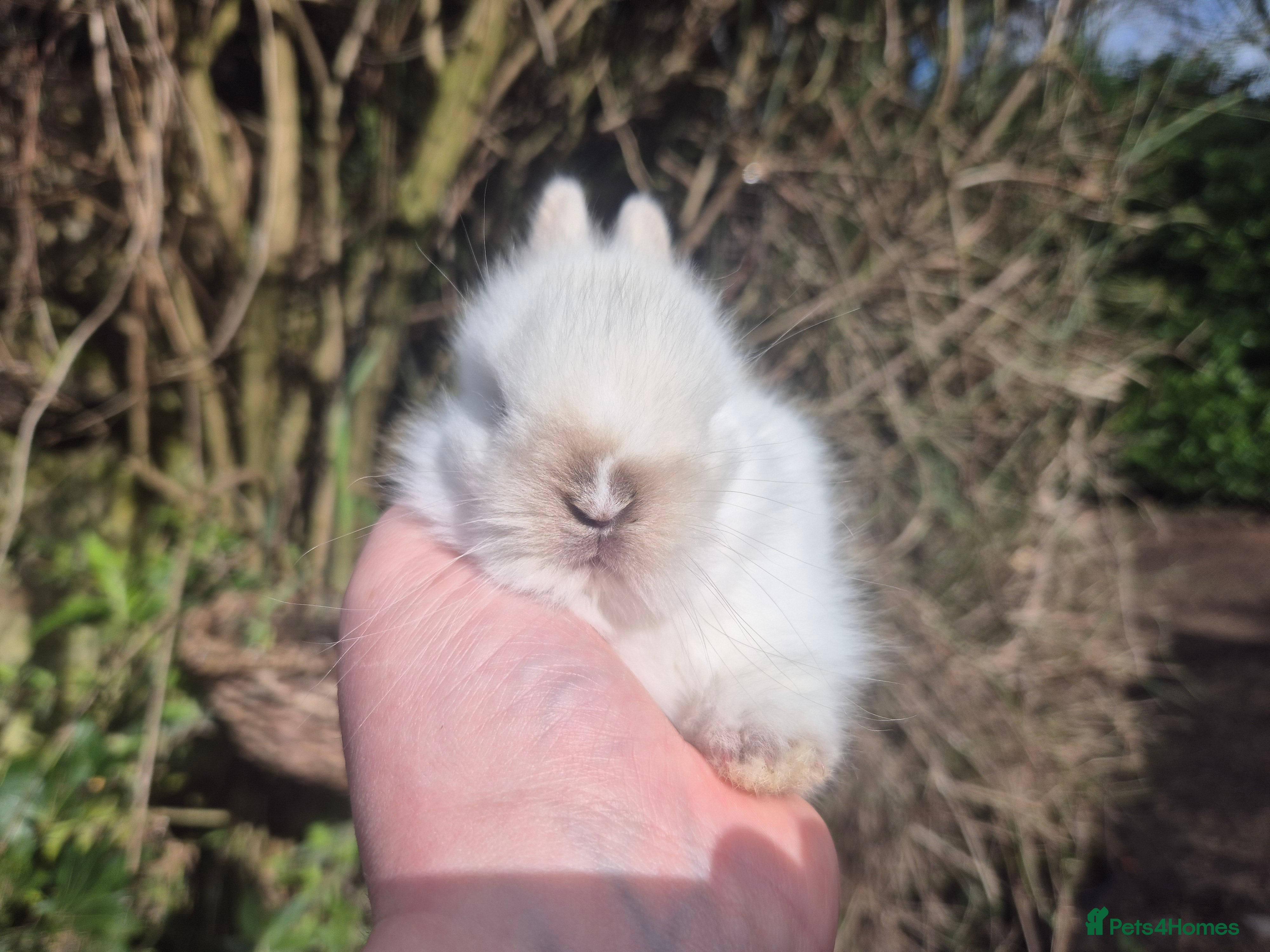 Angora rabbits 🩷💙Stunning Teddydwerg babies- imported parents🥰 - Advert 11