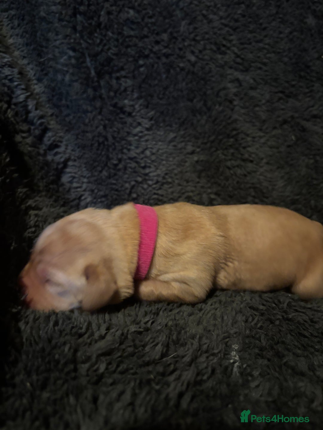 Labrador Retriever dogs for sale: Beautiful Labrador puppies - Image 17