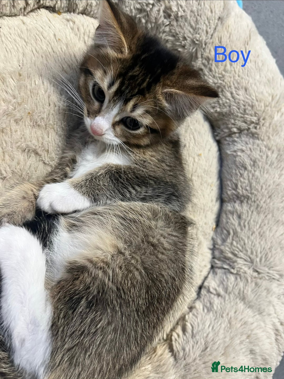 Mixed Breed cats for sale: 🐾 5 Stunning Boy & Girl Kittens  - Advert 12