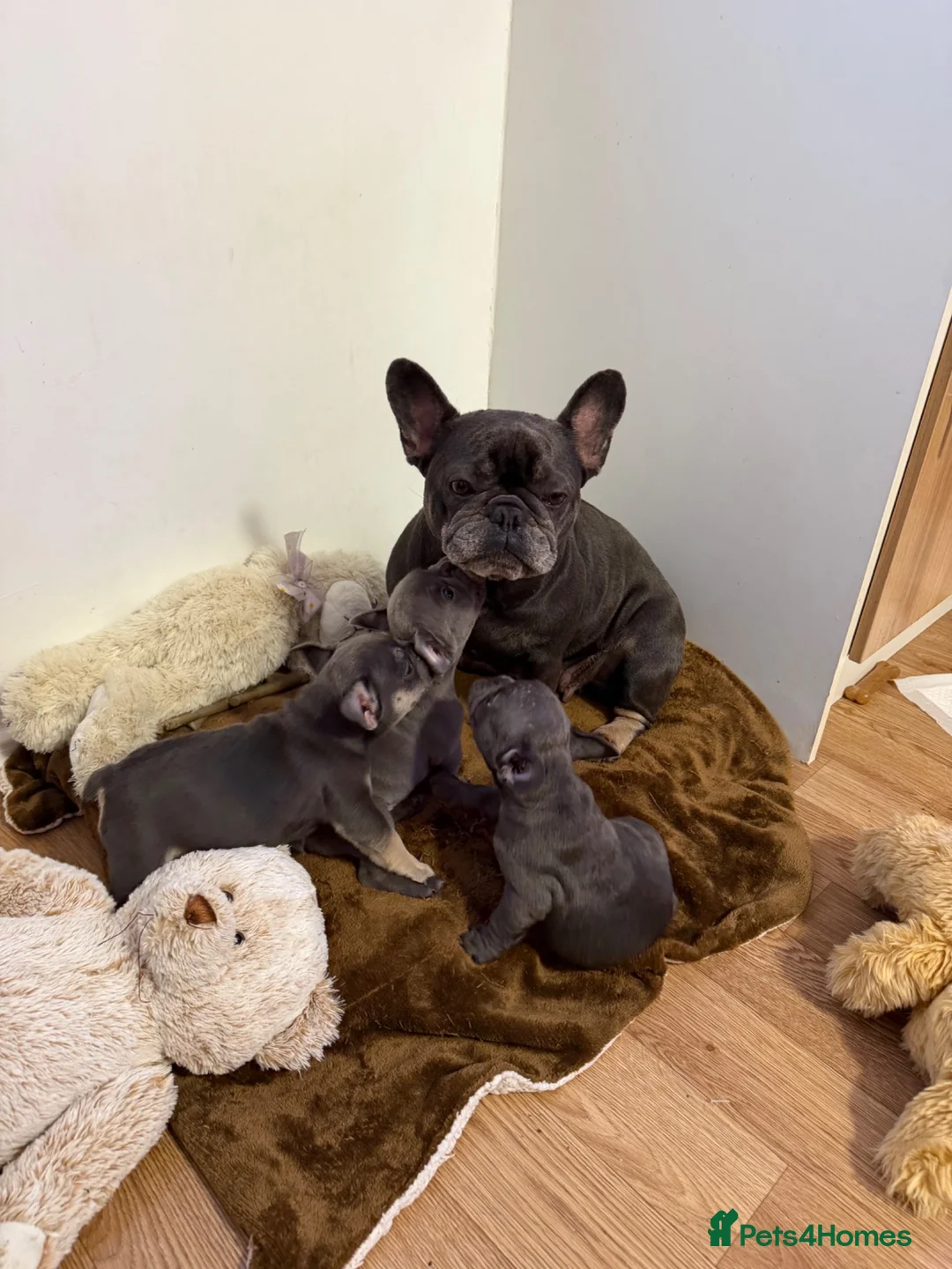 French Bulldog dogs for sale: Stunning Kc registered French Bulldog Pups - Advert 8