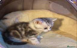 Munchkin cats for sale: Full Pedigree Munchkin Kittens  - Image 8