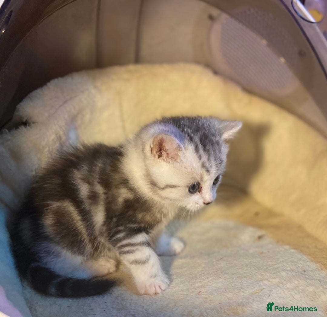 Munchkin cats for sale: Full Pedigree Munchkin Kittens  - Image 8