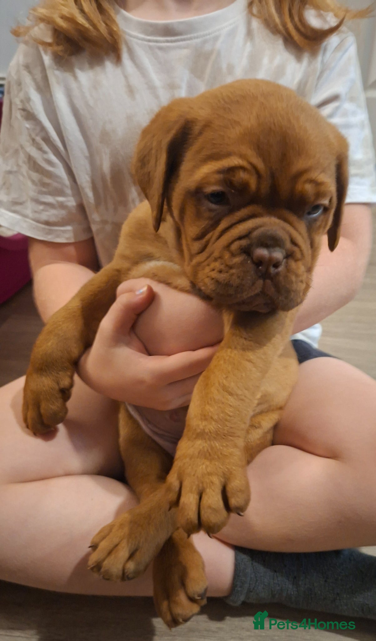 Dogue De Bordeaux dogs Pedigree Dogue De Bordeaux puppies - Advert 7