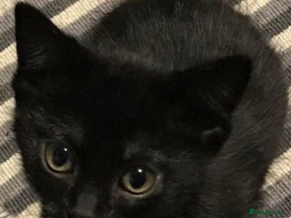 Mixed Breed cats kitten available - Advert 14