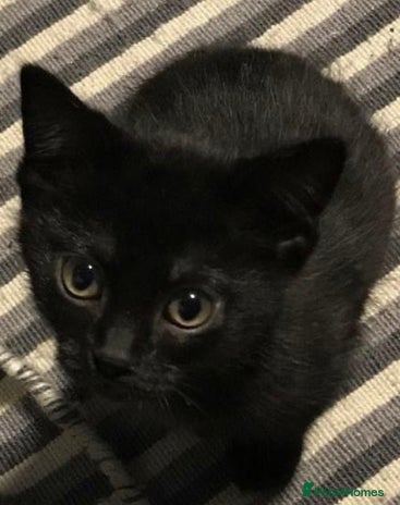 Mixed Breed cats kitten available - Advert 13