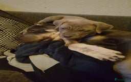 Mixed Breed dogs for sale: bully-cane corso beautiful puppies - Image 4