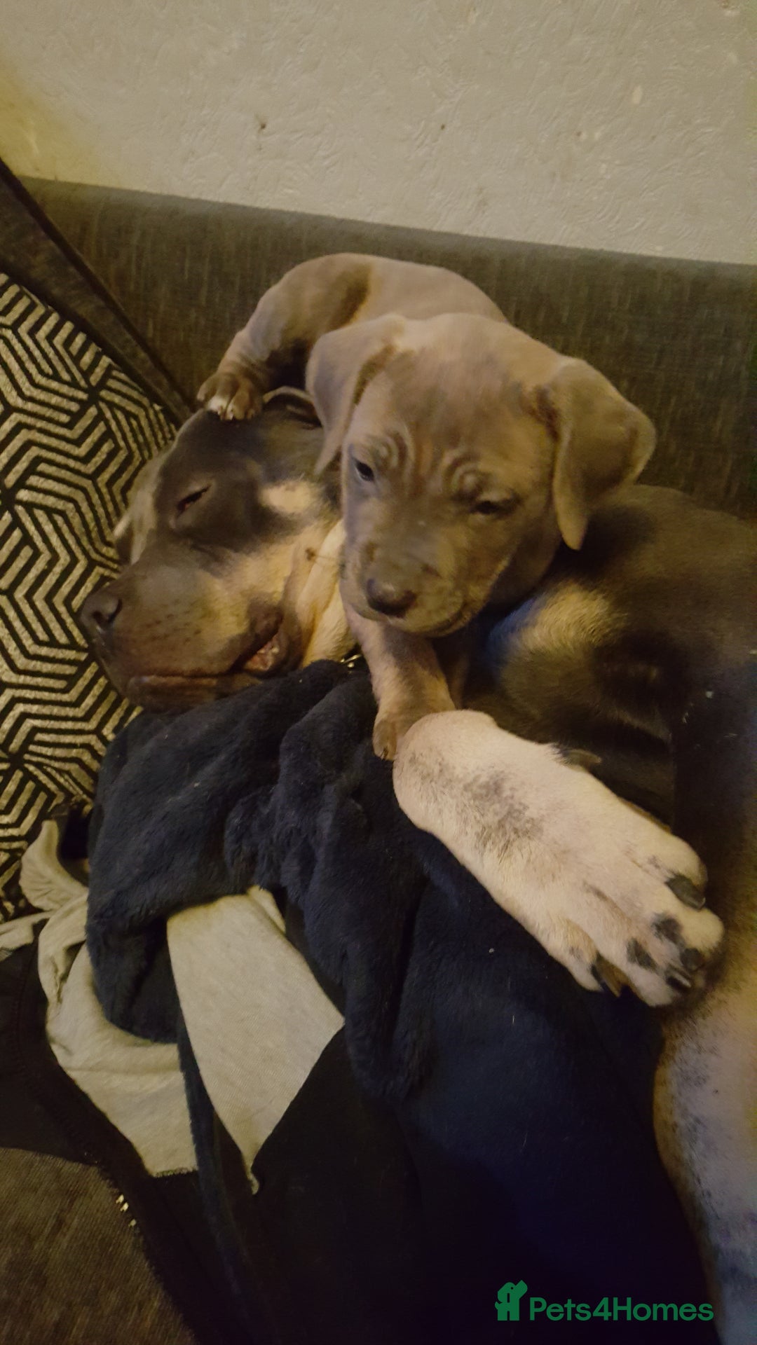 Mixed Breed dogs for sale: bully-cane corso beautiful puppies - Image 4