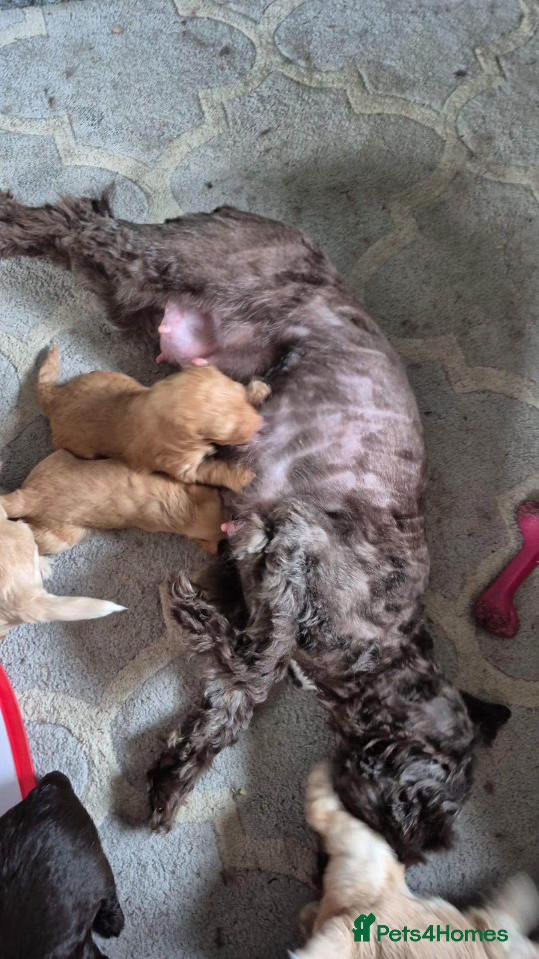 Cockapoo dogs for sale: Cockapoo puppies f2 - Image 4