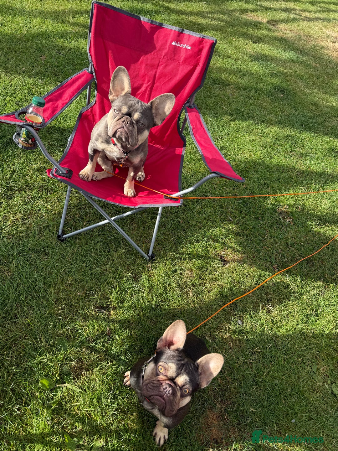 French Bulldog dogs for sale: Exclusive French Bulldog Puppies - Image 28