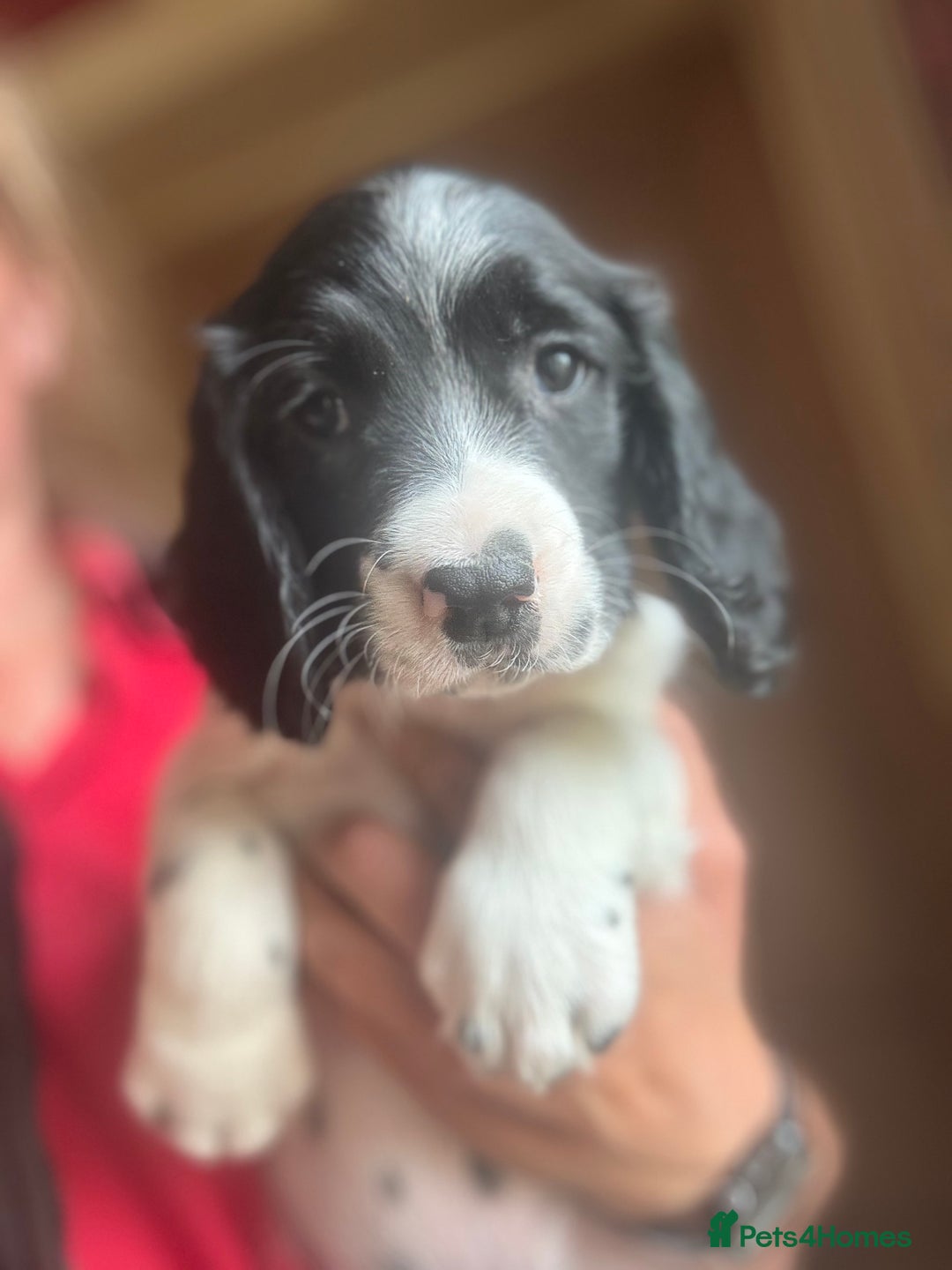 English Springer Spaniel dogs for sale: Stunning DNA Clear KC Springer Spaniel Puppies  - Image 27