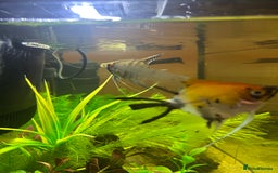 Angelfish fish for sale: Stunning Angel fish  - Advert 7