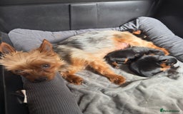 Yorkshire Terrier dogs for sale: Yorkshire terrier pups - Image 15