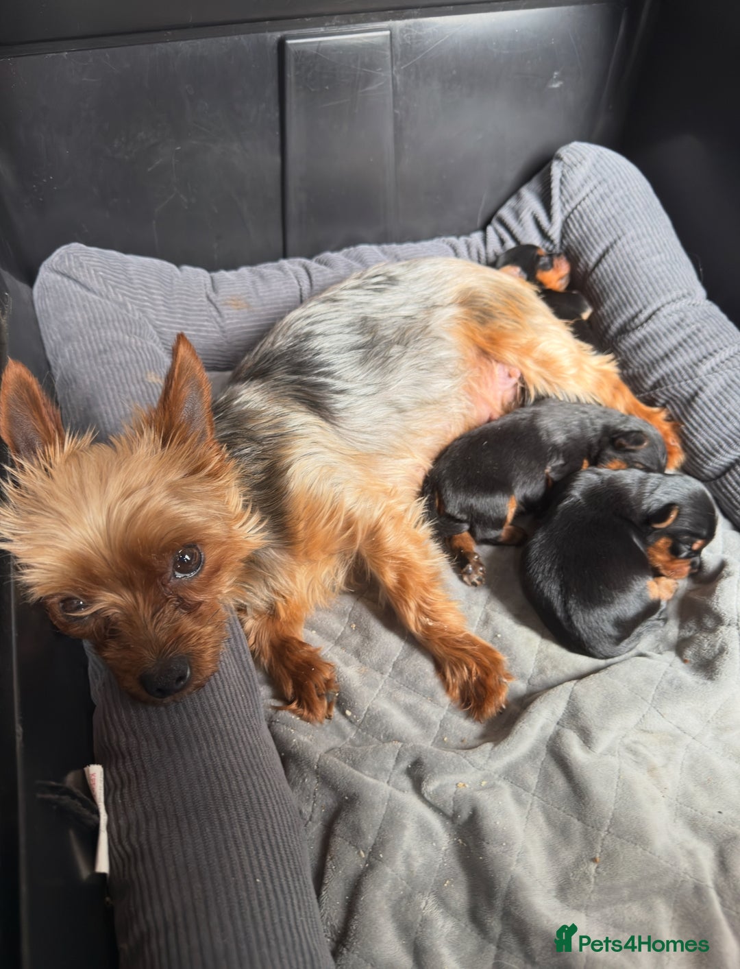 Yorkshire Terrier dogs for sale: Yorkshire terrier pups - Image 15