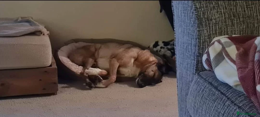 Mixed Breed dogs for adoption: Meet Jakob, currently residing in Cranage, Crew in Crewe - Advert 10