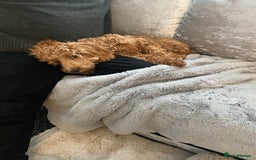 Cavapoo dogs for sale: Cavapoo Female  **  - Advert 2