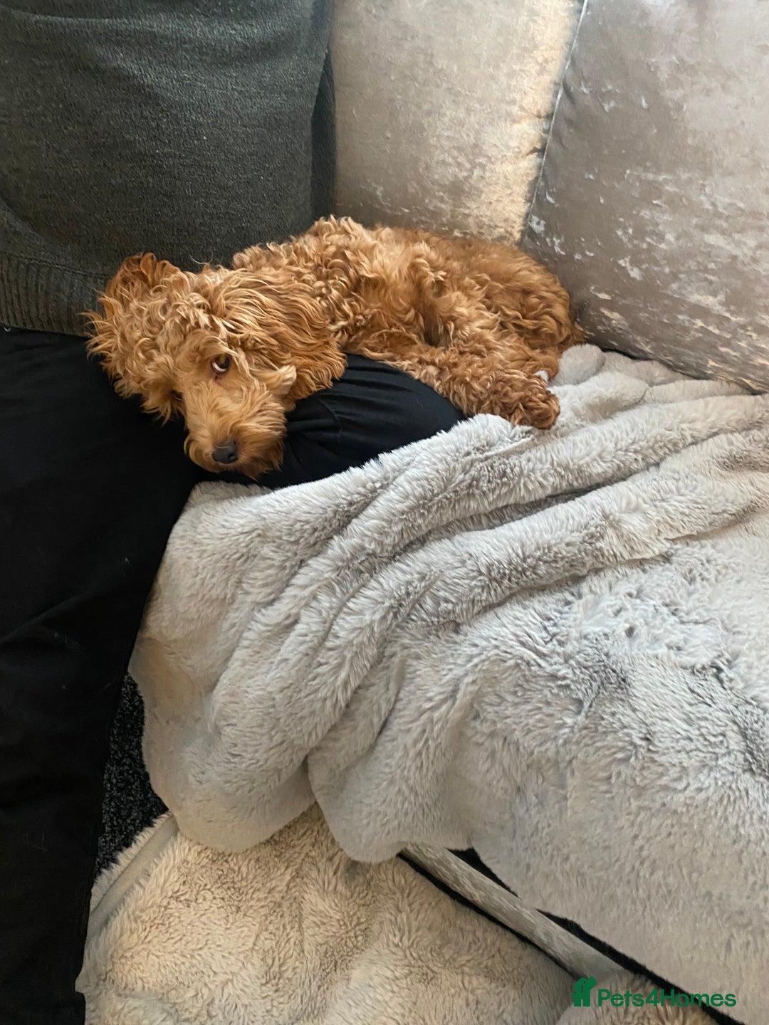 Cavapoo dogs for sale: Cavapoo Female  **  - Advert 2