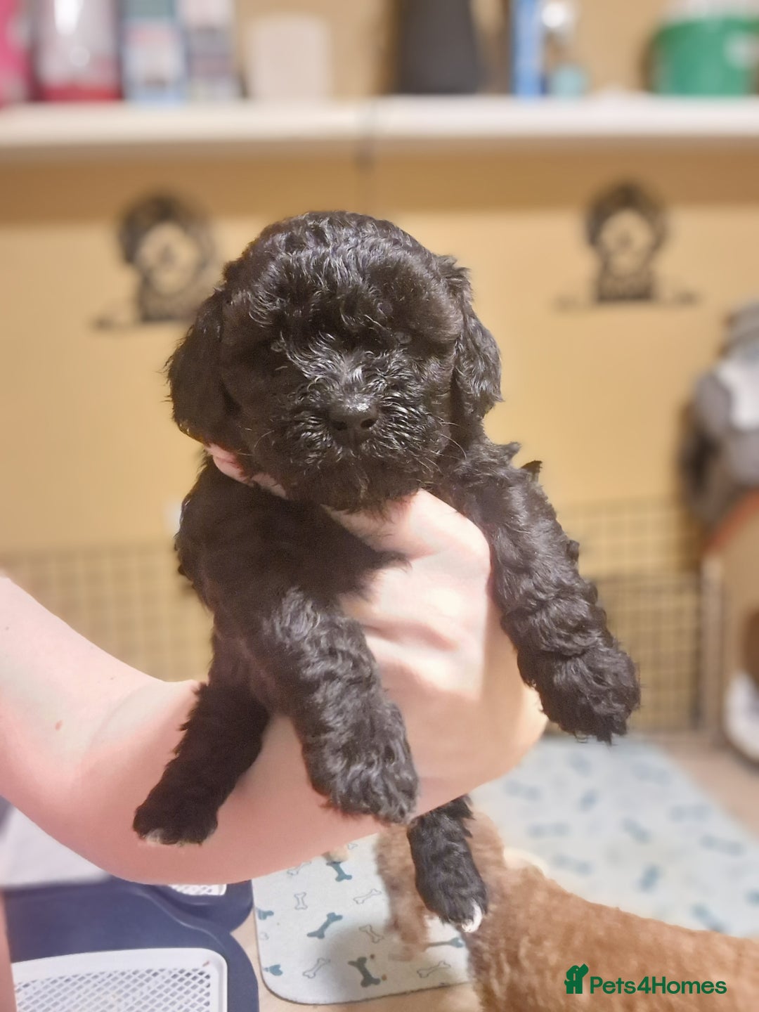 Maltipoo dogs for sale: Maltipoo  - Advert 17