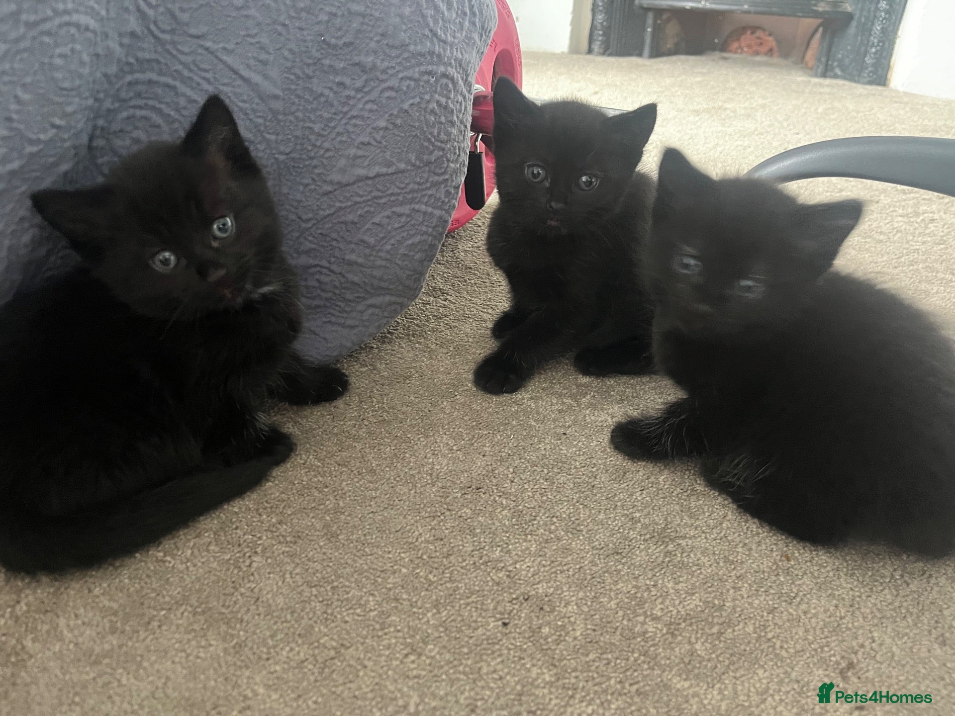 Mixed Breed cats Beautiful fluffy black kittens - Advert 1