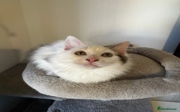 Mixed Breed cats for sale: Beautiful Ragdoll Kittens  - Advert 5