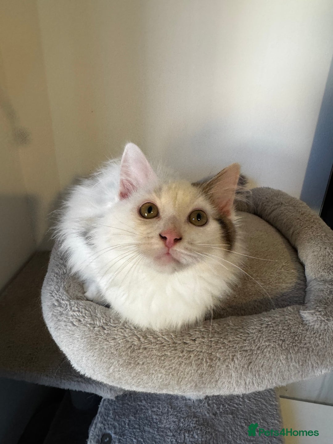 Mixed Breed cats for sale: Beautiful Ragdoll Kittens  - Advert 5