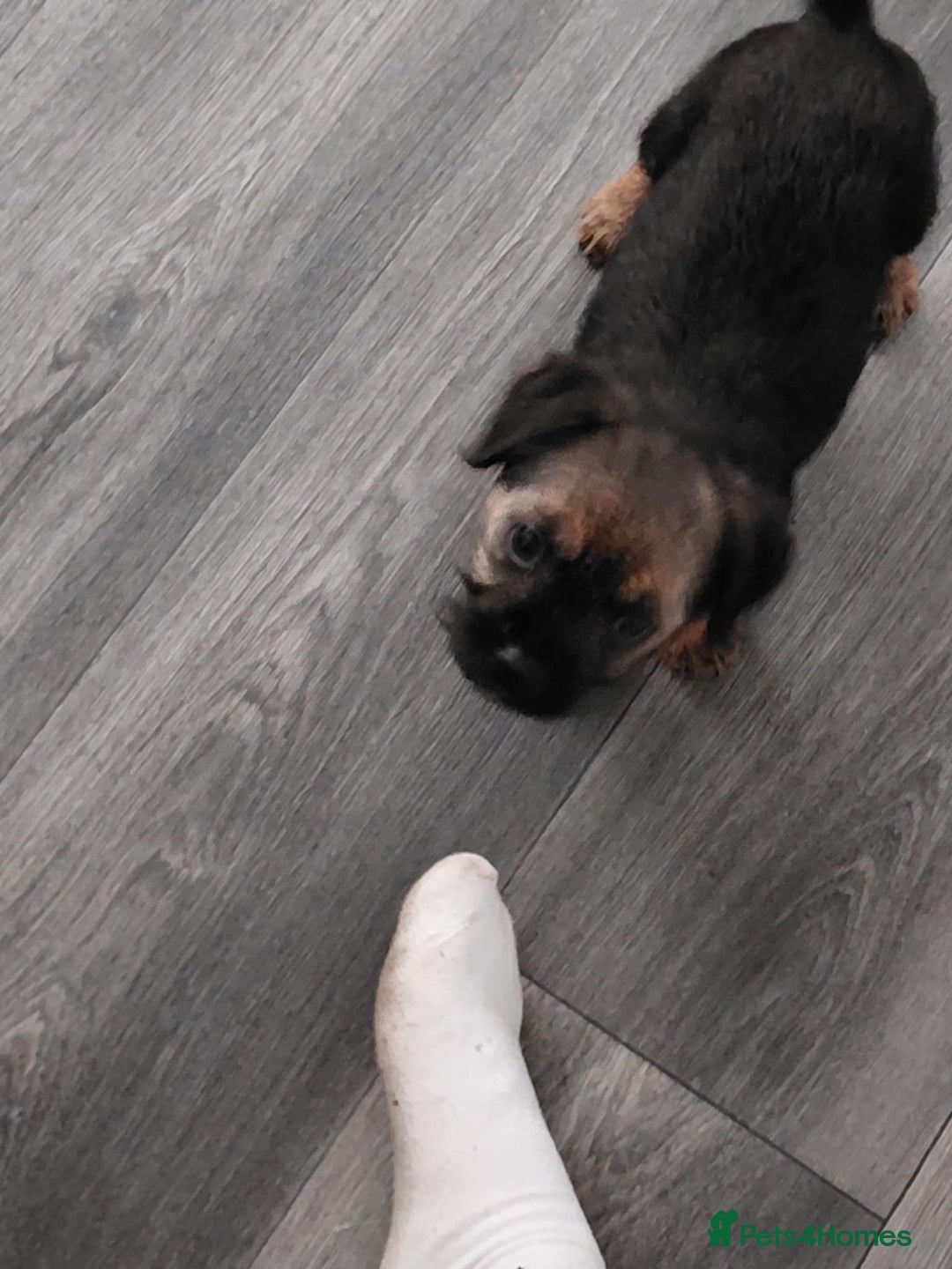 Border Terrier dogs for sale: Last little girl looking for her forever homes - Advert 9