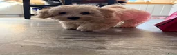 Maltipoo dogs for sale: Re-homing loving little boy in Hereford - Advert 4
