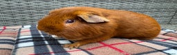 Guinea Pig rodents for sale: Beautiful boys  - Advert 18