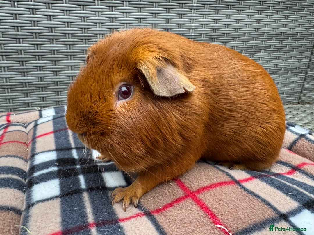 Guinea Pig rodents for sale: Beautiful boys  - Advert 18