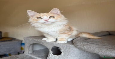 Maine Coon cats - Advert 2