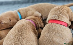 Labrador Retriever dogs for sale: Fox Red Labrador Retriever KC Registered puppies in Wetherby - Image 2