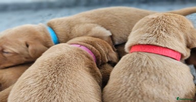 Labrador Retriever dogs in Wetherby - Advert 10