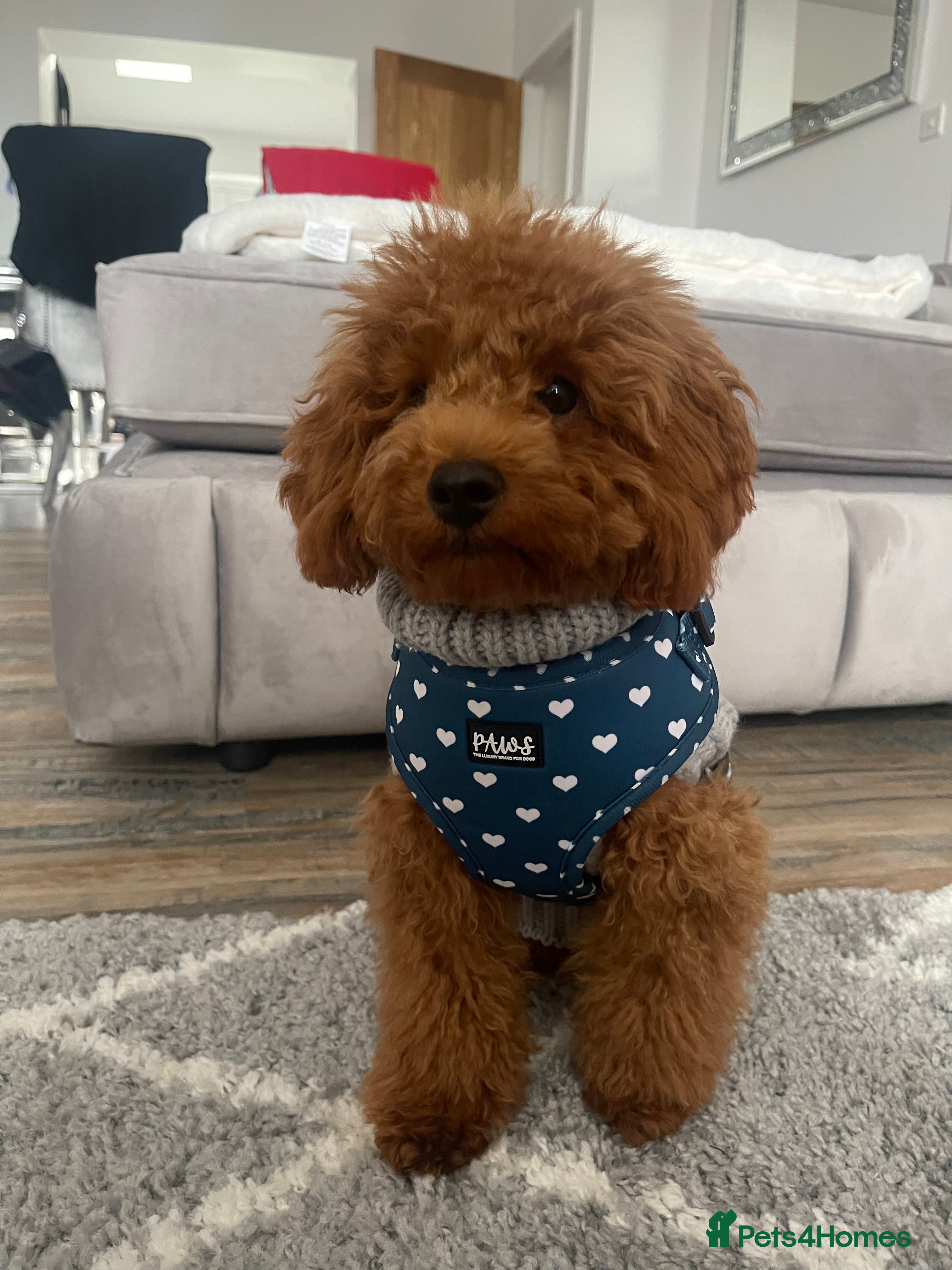 Miniature Poodle dogs Mr bean miniature poodle stud  in Swansea - Advert 7