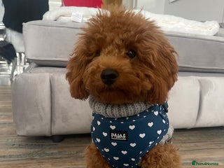 Miniature Poodle dogs in Swansea - Advert 1