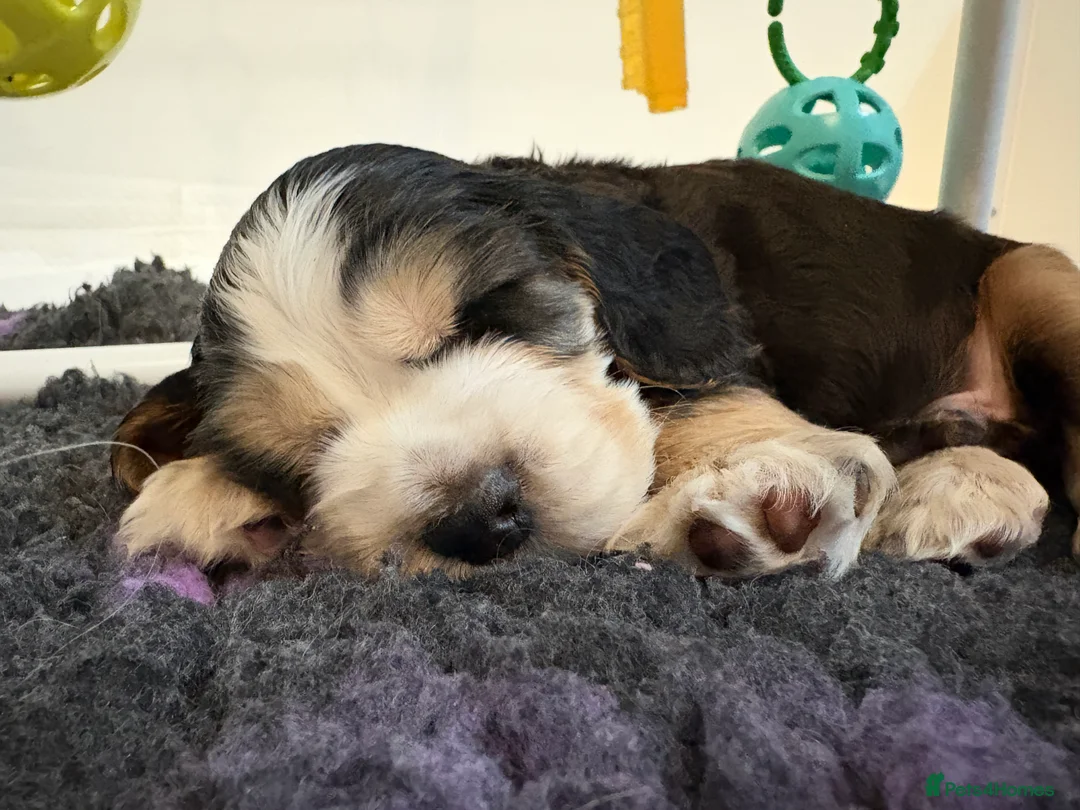 Cocker Spaniel dogs for sale: ✅RKC Reg✅DNA Tested✅Low COI✅Home Reared✅A* Reviews in Fareham - Advert 2
