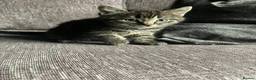 Mixed Breed cats for sale: Dark tabby female  in Exeter - Advert 4