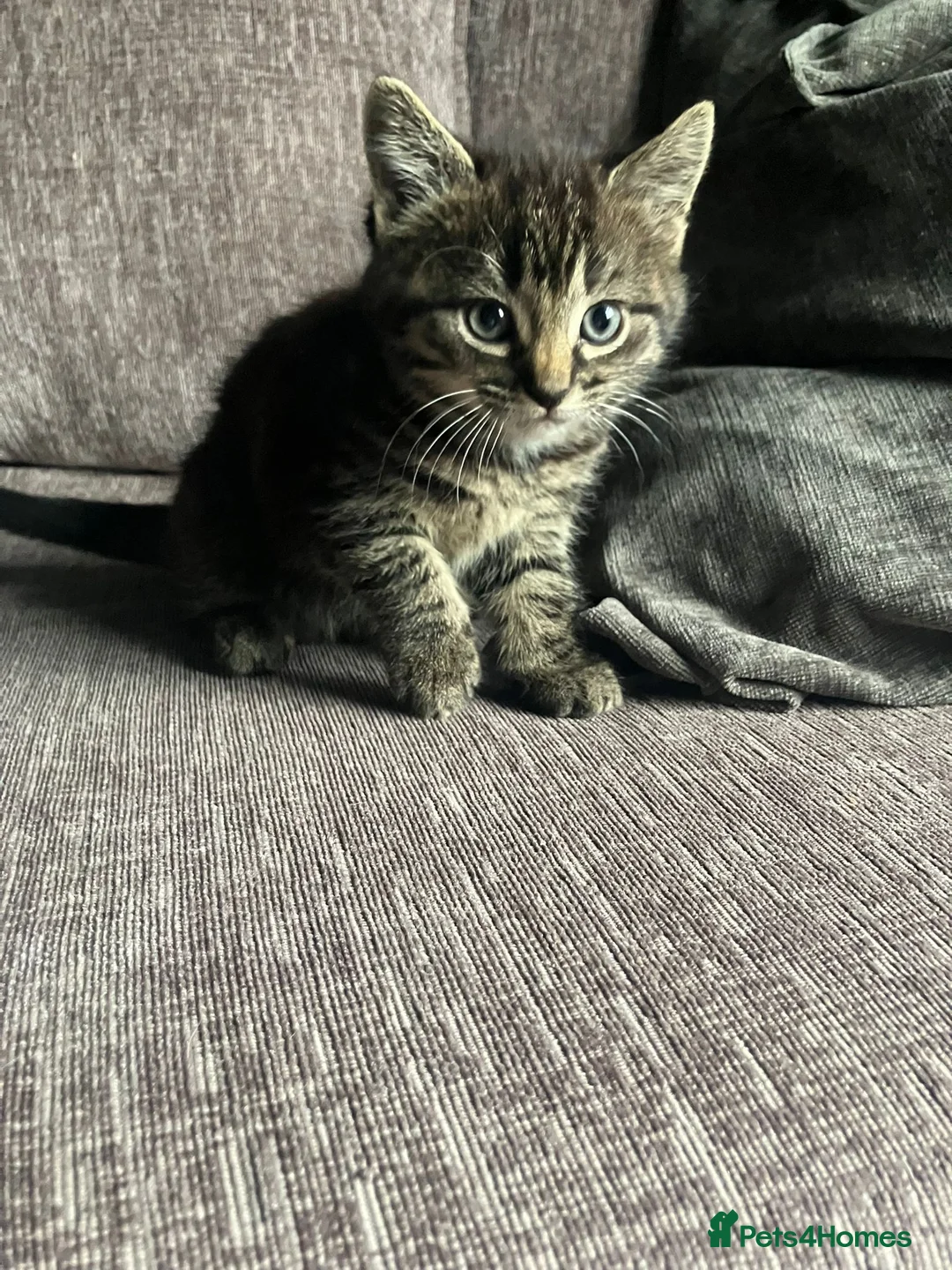 Mixed Breed cats for sale: Dark tabby female  in Exeter - Advert 4