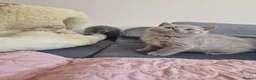 British Shorthair cats for sale: British shorthair kittens  - Advert 4