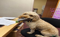 Cockapoo dogs for stud: F1 cockerpoo for Stud - Image 3