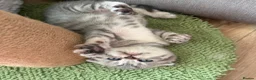 Scottish Fold cats for sale: 😊Tabby Scottish fold  - Advert 33