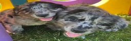 Golden Retriever dogs for sale: Beautiful Merle Golden Retriever x Border Collie - Advert 7