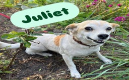 Mixed Breed dogs for adoption: 💖🐶 JULIET 🐶💖 - Image 9
