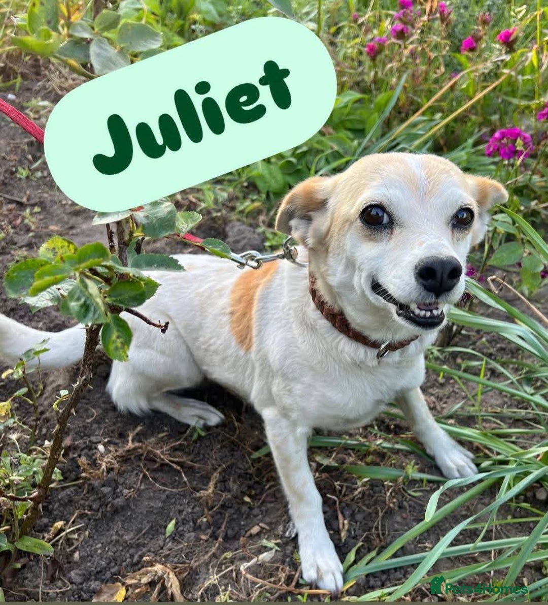 Mixed Breed dogs for adoption: 💖🐶 JULIET 🐶💖 - Image 9