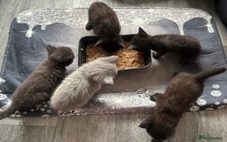 British Shorthair cats for sale:  British short hair kittens  - Image 4